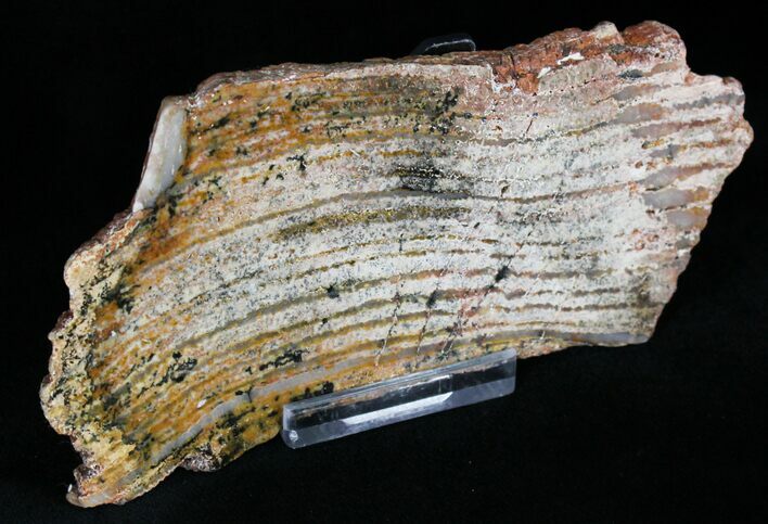Strelley Pool Stromatolite - Oldest Known Life ( Billion Years) #22482